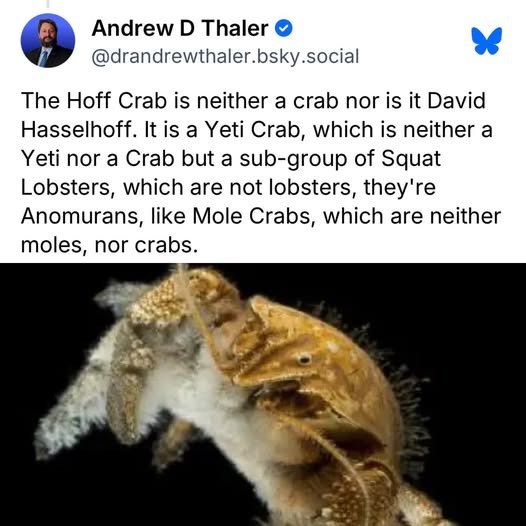 Andrew D Thaler @drandrewthaler.bsky.social The Hoff Crab is neither a crab nor is it David Hasselhoff. It is a Yeti Crab, which is neither a Yeti nor a Crab but a sub-group of Squat Lobsters, which are not lobsters, they're Anomurans, like Mole Crabs, which are neither moles, nor crabs.