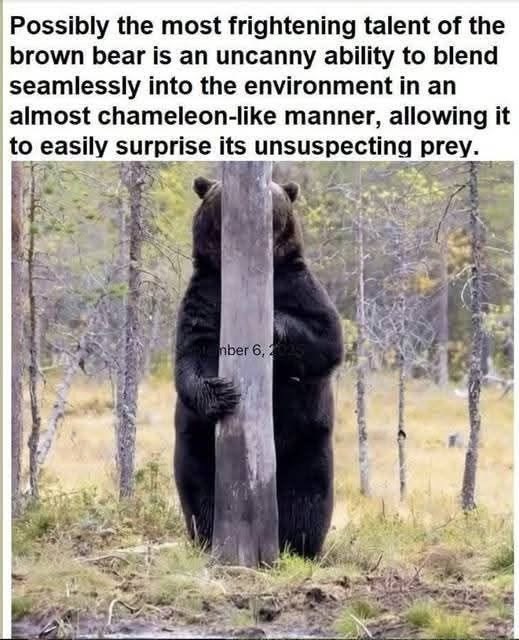 Possibly the most frightening talent of the brown bear is an uncanny ability to blend seamlessly into the environment in an almost chameleon-like manner, allowing it to easily surprise its unsuspecting prey. ember 6, 2025