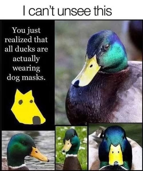 I can't unsee this You just realized that all ducks are actually wearing dog masks.