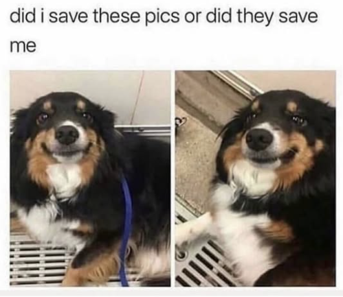 did i save these pics or did they save me