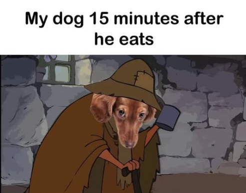 My dog 15 minutes after he eats