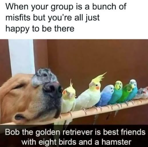When your group is a bunch of misfits but you're all just happy to be there Bob the golden retriever is best friends with eight birds and a hamster