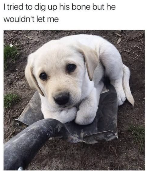 I tried to dig up his bone but he wouldn't let me