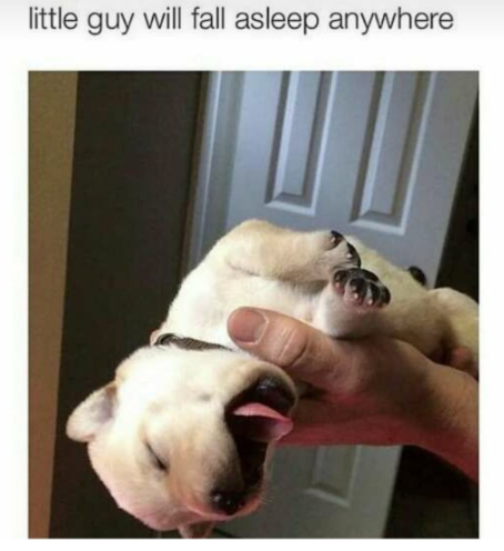 little guy will fall asleep anywhere