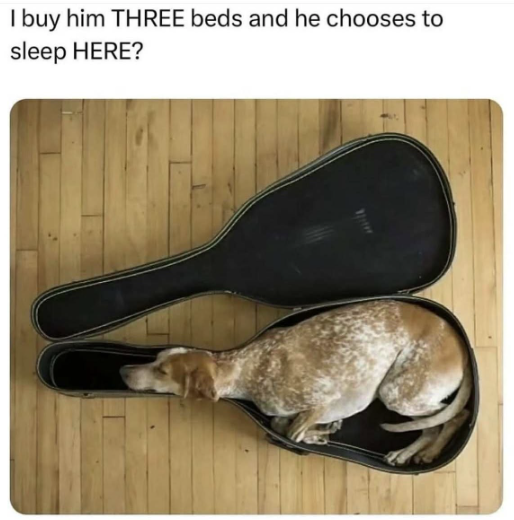 I buy him THREE beds and he chooses to sleep HERE?