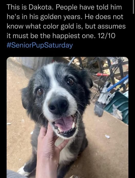 This is Dakota. People have told him he's in his golden years. He does not know what color gold is, but assumes it must be the happiest one. 12/10 #SeniorPupSaturday