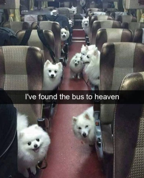 I've found the bus to heaven
