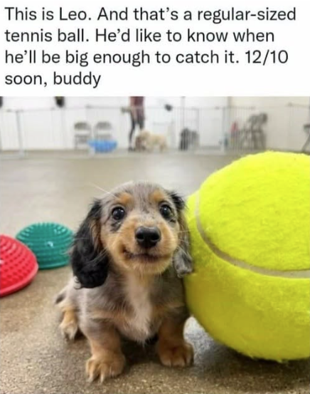 This is Leo. And that's a regular-sized tennis ball. He'd like to know when he'll be big enough to catch it. 12/10 soon, buddy