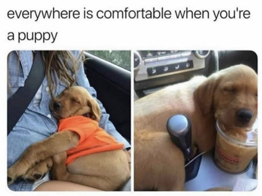 everywhere is comfortable when you're a puppy