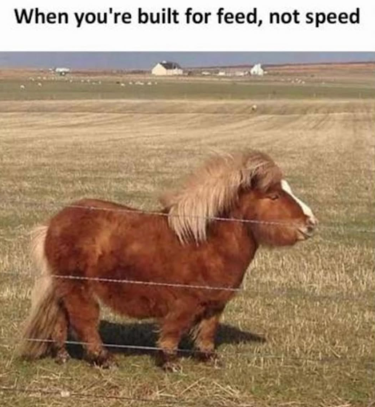 When you're built for feed, not speed