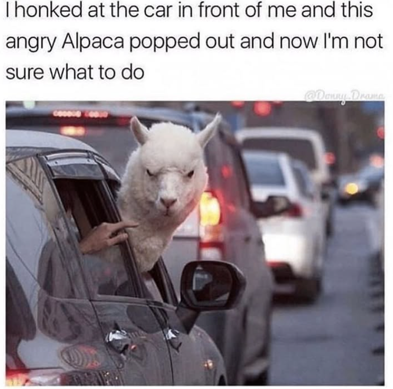 I honked at the car in front of me and this angry Alpaca popped out and now I'm not sure what to do Donny Drama