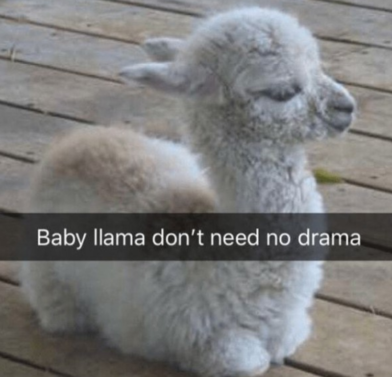 Baby llama don't need no drama