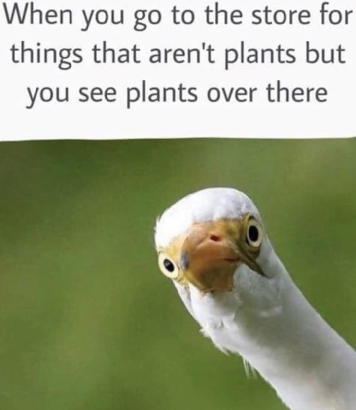 When you go to the store for things that aren't plants but you see plants over there