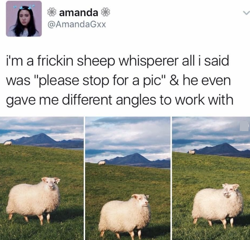 amanda @AmandaGxx i'm a frickin sheep whisperer all i said was "please stop for a pic" & he even gave me different angles to work with