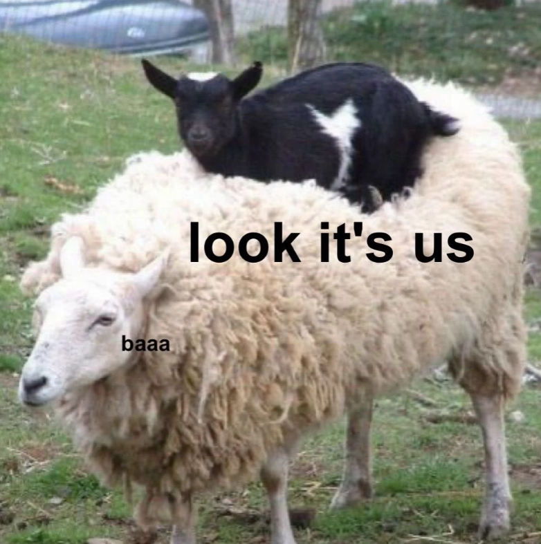 baaa look it's us