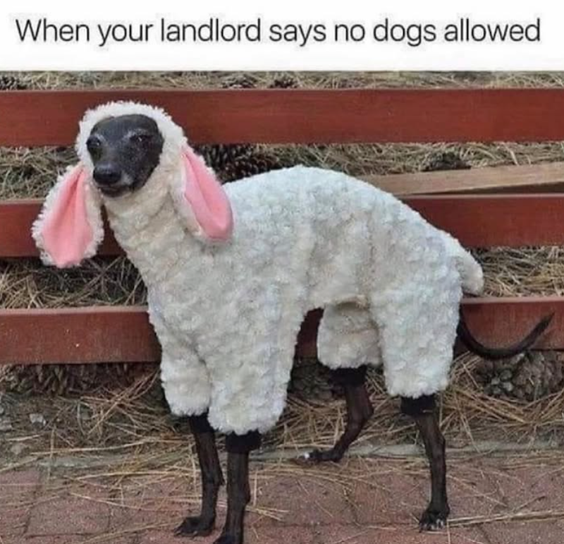 When your landlord says no dogs allowed