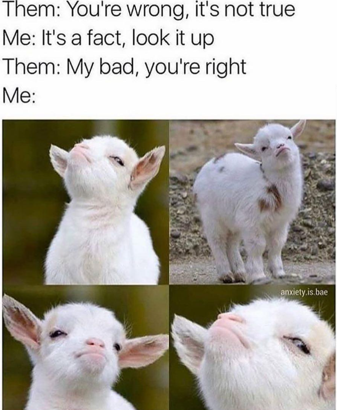 Them: You're wrong, it's not true Me: It's a fact, look it up Them: My bad, you're right Me: anxiety.is.bae