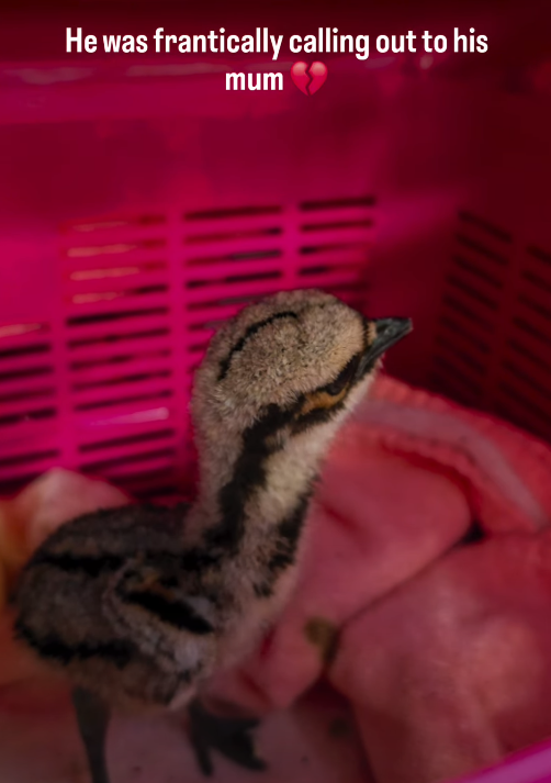 He was frantically calling out to his mum