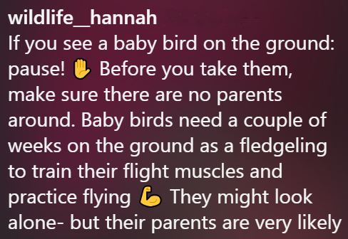 wildlife_hannah If you see a baby bird on the ground: pause! Before you take them, make sure there are no parents around. Baby birds need a couple of weeks on the ground as a fledgeling to train their flight muscles and practice flying 6 They might look alone- but their parents are very likely