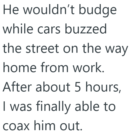 He wouldn't budge while cars buzzed the street on the way home from work. After about 5 hours, I was finally able to coax him out.