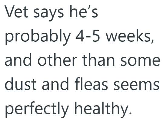 Vet says he's probably 4-5 weeks, and other than some dust and fleas seems perfectly healthy.