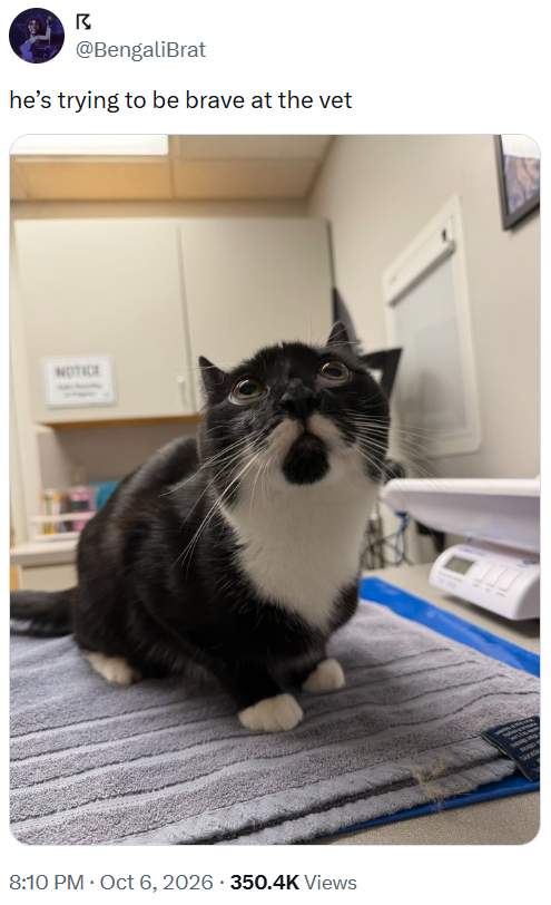 В @BengaliBrat he's trying to be brave at the vet NOTICE 8:10 PM - Oct 6, 2026 - 350.4K Views