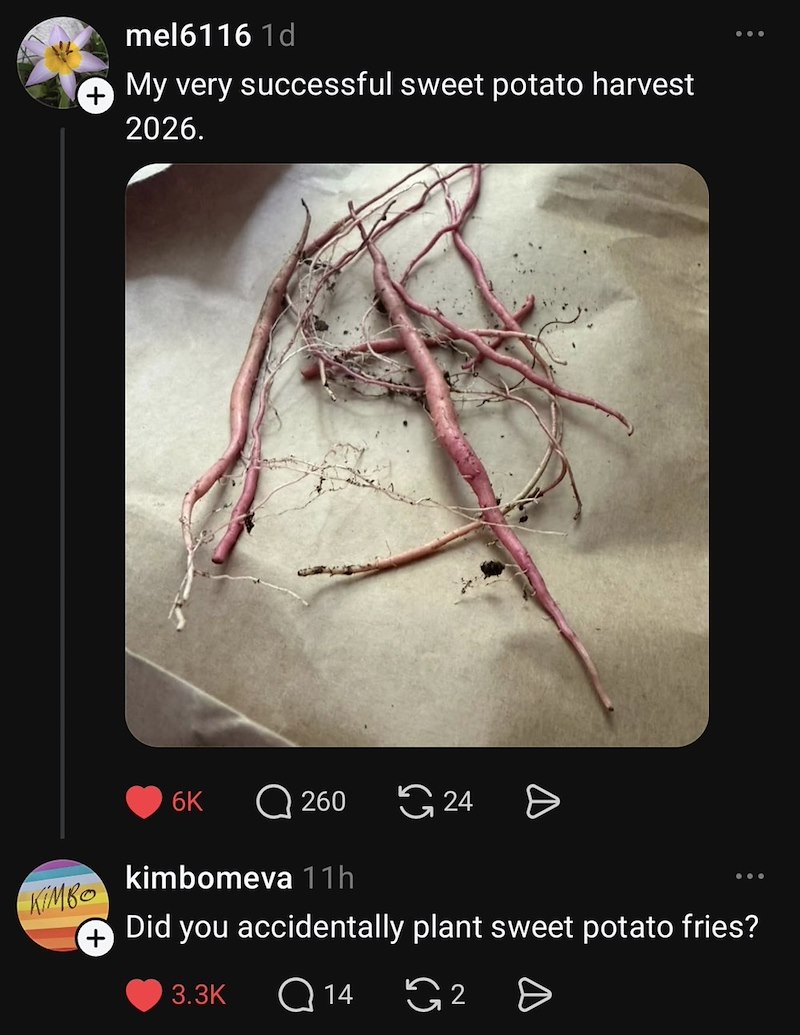 mel6116 1d + My very successful sweet potato harvest 2026. 6K Q 260 24 KIMBO kimbomeva 11h Did you accidentally plant sweet potato fries? 3.3K Q14 G2 Ө