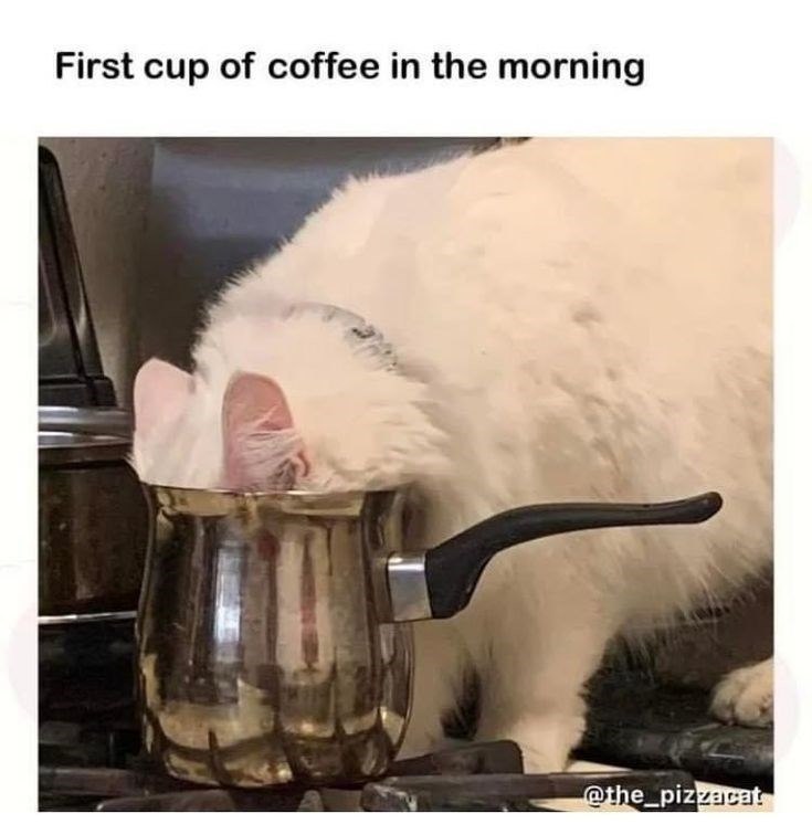 First cup of coffee in the morning @the_pizzacat