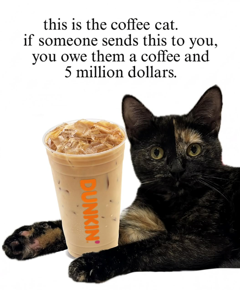 this is the coffee cat. if someone sends this to you, you owe them a coffee and 5 million dollars. DUNKIN