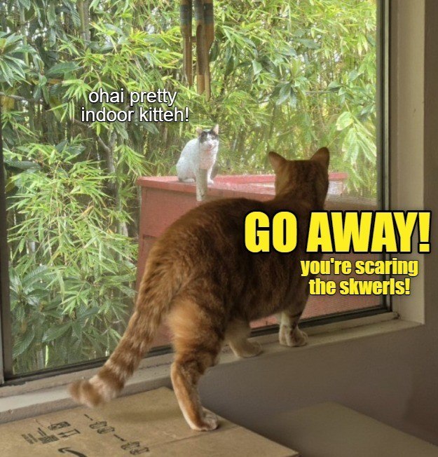 ohai pretty indoor kitteh! GO AWAY! you're scaring the skwerls!