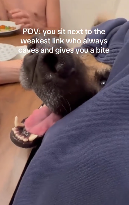 POV: you sit next to the weakest link who always caves and gives you a bite
