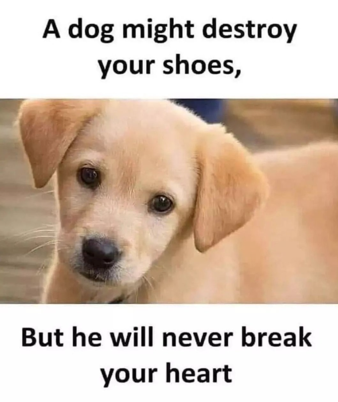 A dog might destroy your shoes, But he will never break your heart