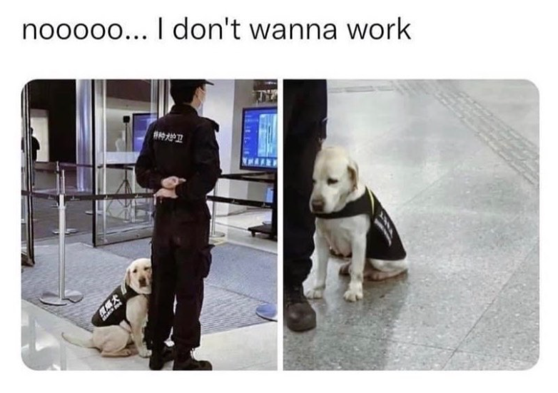 nooooo... I don't wanna work 特种大护卫