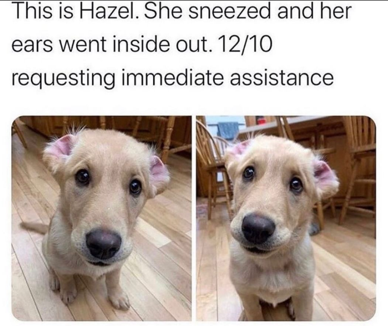 This is Hazel. She sneezed and her ears went inside out. 12/10 requesting immediate assistance