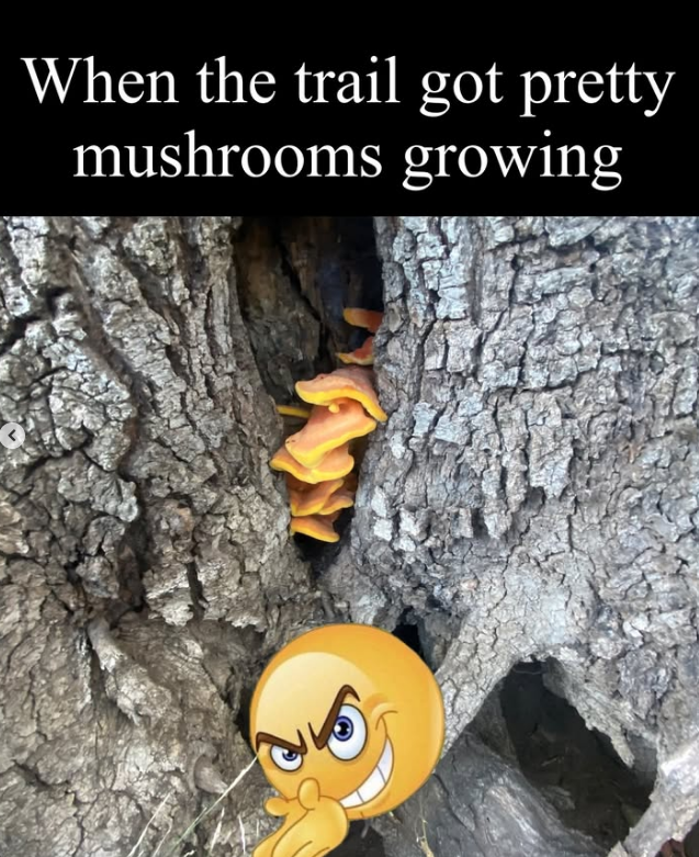 When the trail got pretty mushrooms growing 25