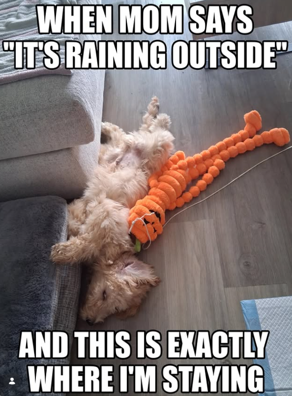 WHEN MOM SAYS "IT'S RAINING OUTSIDE" AND THIS IS EXACTLY WHERE I'M STAYING