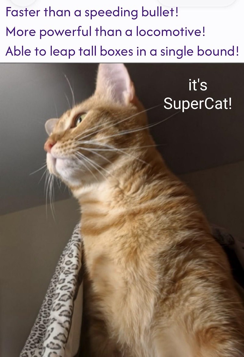 Faster than a speeding bullet! More powerful than a locomotive! Able to leap tall boxes in a single bound! it's SuperCat!