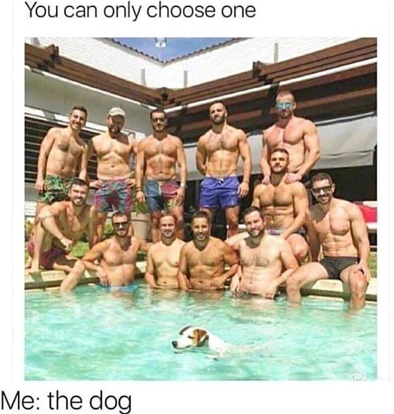 You can only choose one Me: the dog