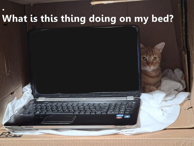 What is this thing doing on my bed? ----