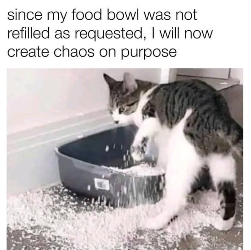 since my food bowl was not refilled as requested, I will now create chaos on purpose Andda