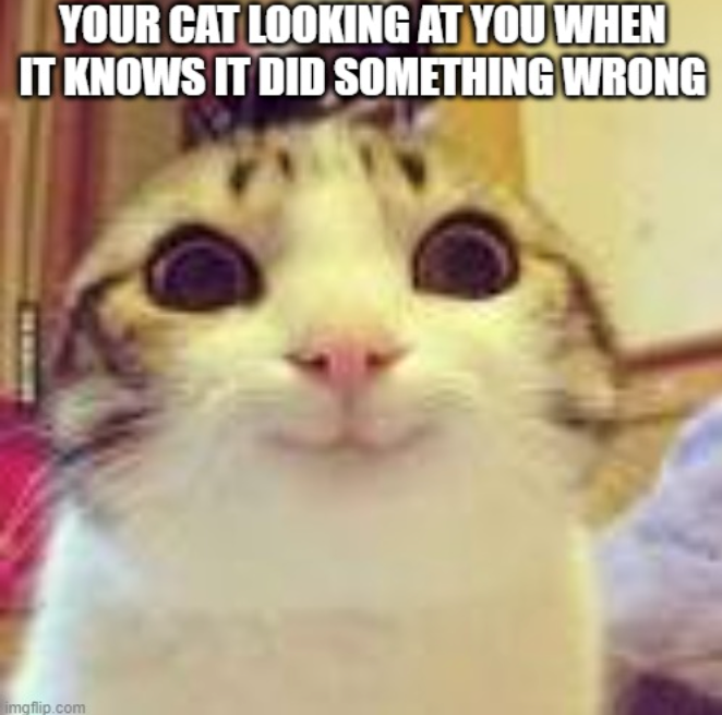 YOUR CAT LOOKING AT YOU WHEN IT KNOWS IT DID SOMETHING WRONG imgflip.com