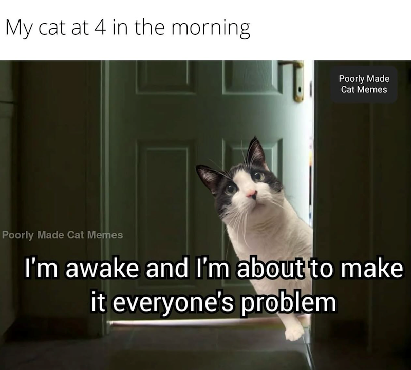 My cat at 4 in the morning Poorly Made Cat Memes Poorly Made Cat Memes I'm awake and I'm about to make it everyone's problem