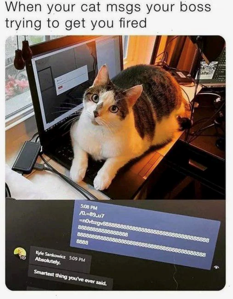 When your cat msgs your boss trying to get you fired. 5:08 PM /0=89.47 =n0vbzgv8888 8888888888 88888888 8888 Kyle Sankowicz 5:09 PM Absolutely. Smartest thing you've ever said.