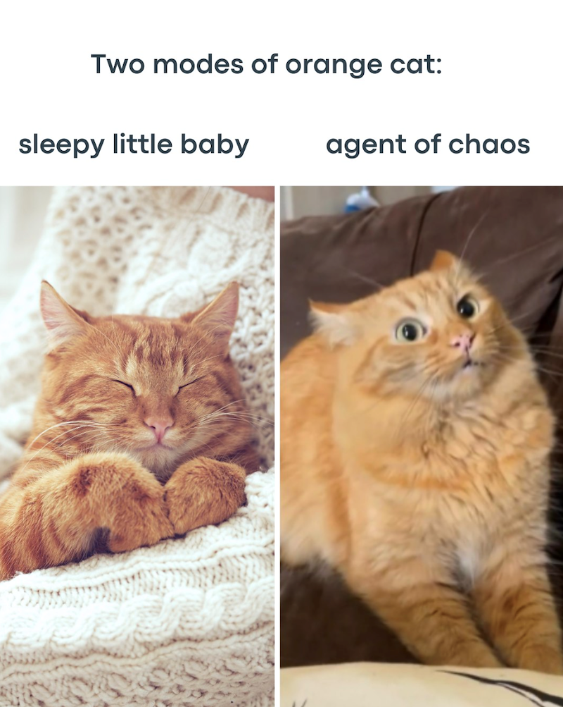 Two modes of orange cat: sleepy little baby agent of chaos
