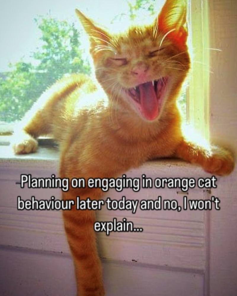 -Planning on engaging in orange cat behaviour later today and no, I won't explain...