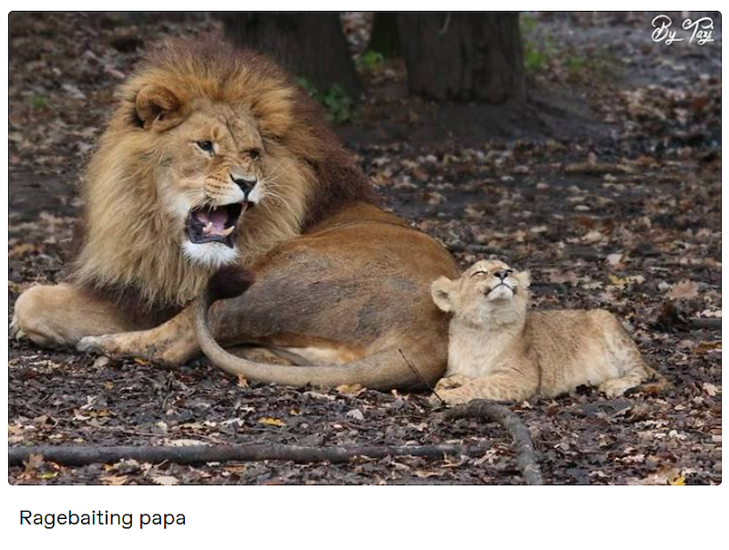 Ragebaiting papa By Tay