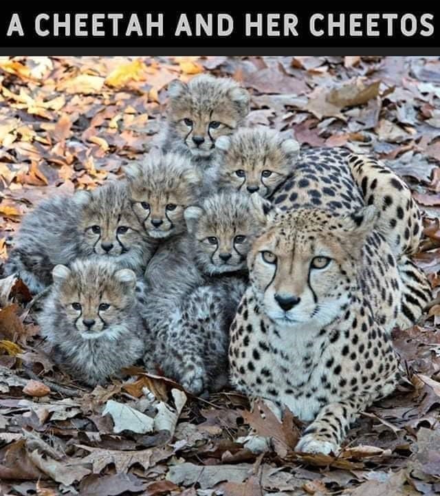 A CHEETAH AND HER CHEETOS