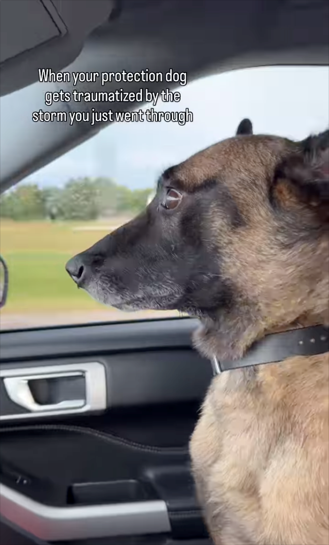 When your protection dog gets traumatized by the storm you just went through