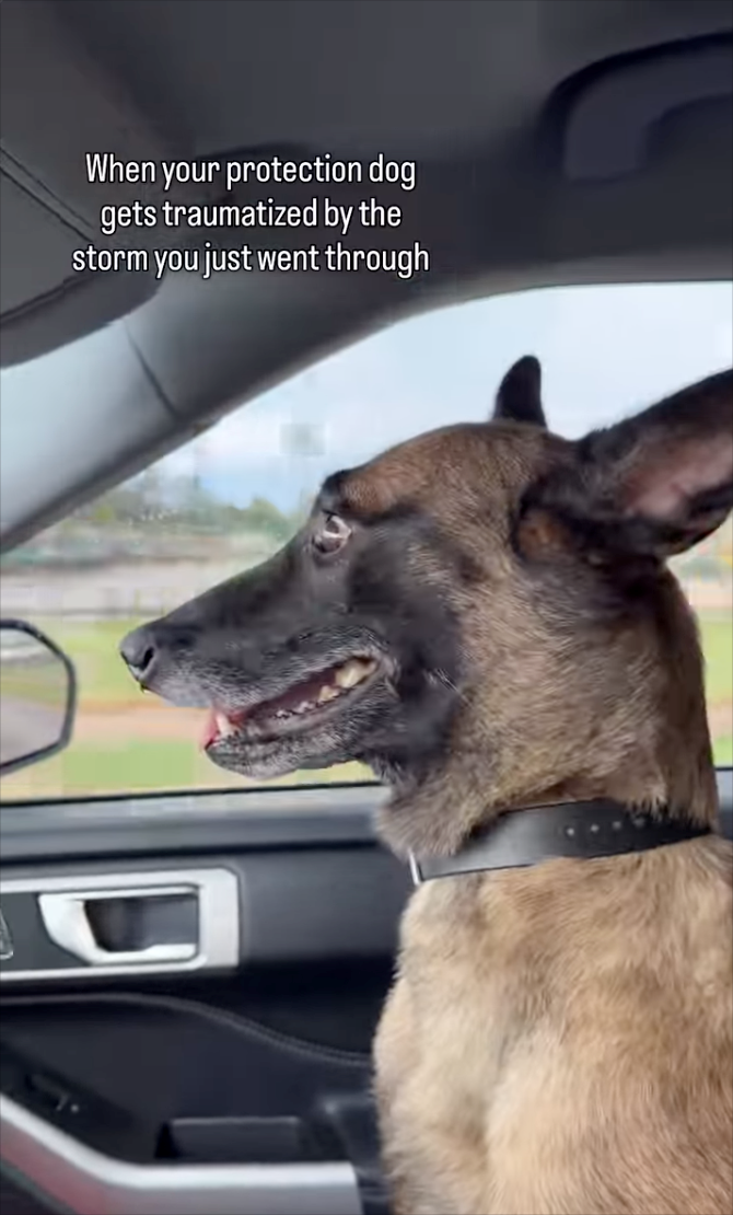 When your protection dog gets traumatized by the storm you just went through