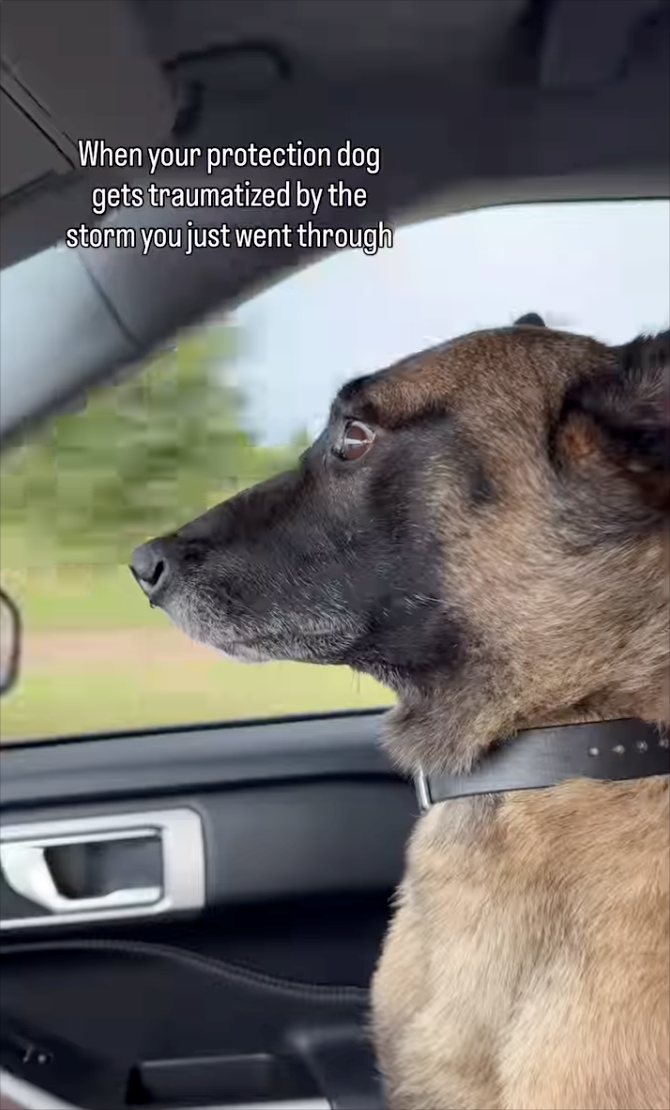 When your protection dog gets traumatized by the storm you just went through